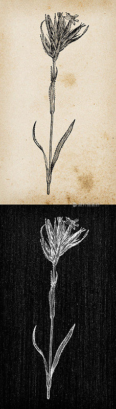 植物学植物仿古雕刻插画:石竹(Deptford Pink, Grass Pink)